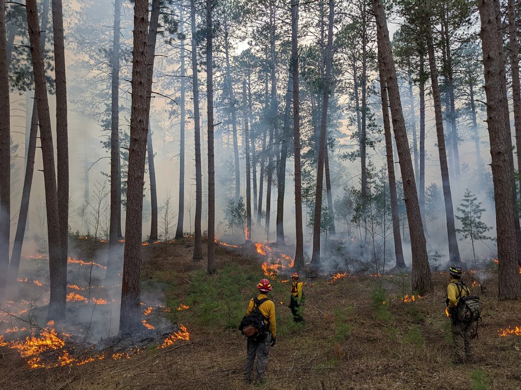 Prescribed fire in a pine forest