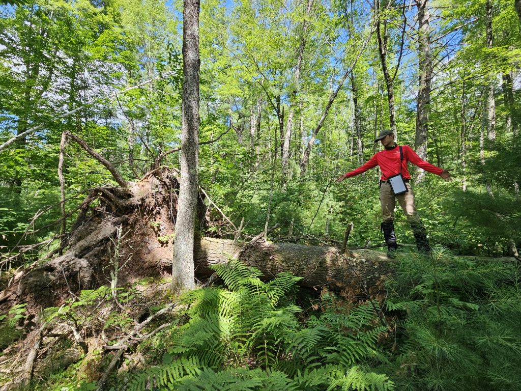 a large fallen tree with a root mass in the forest