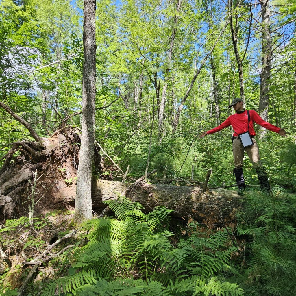 A man in a forest looking at a fallen tree with a large root mass