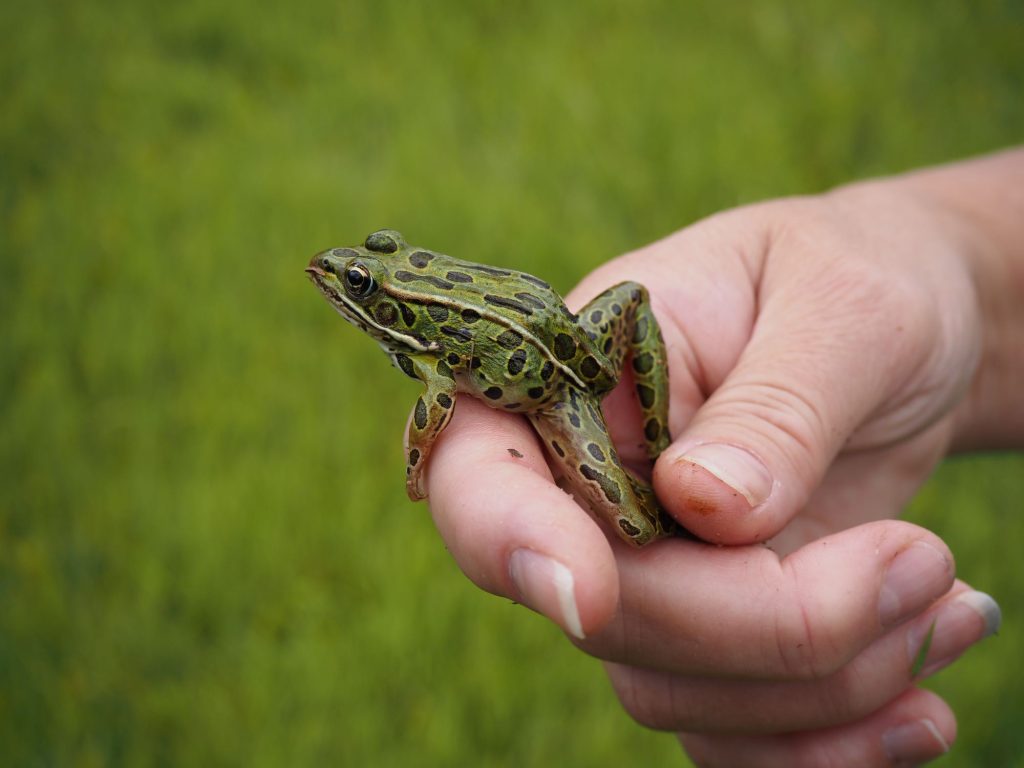 leopard frog