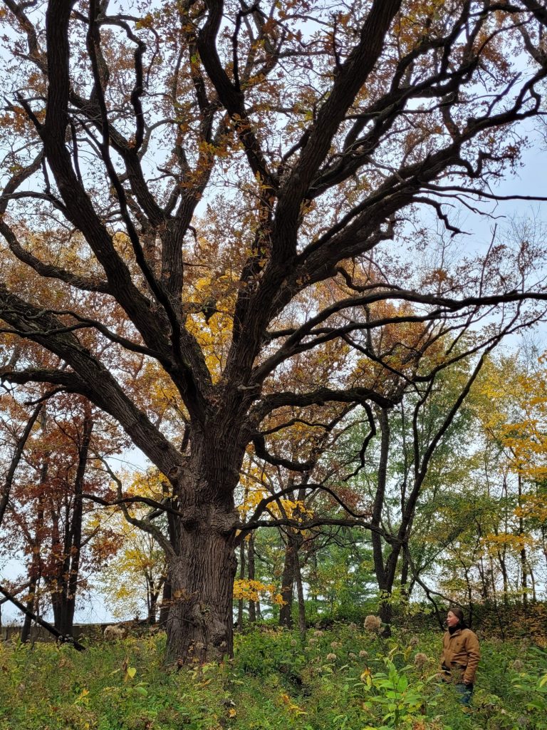 a large and wide bur oak with a man standing next to it