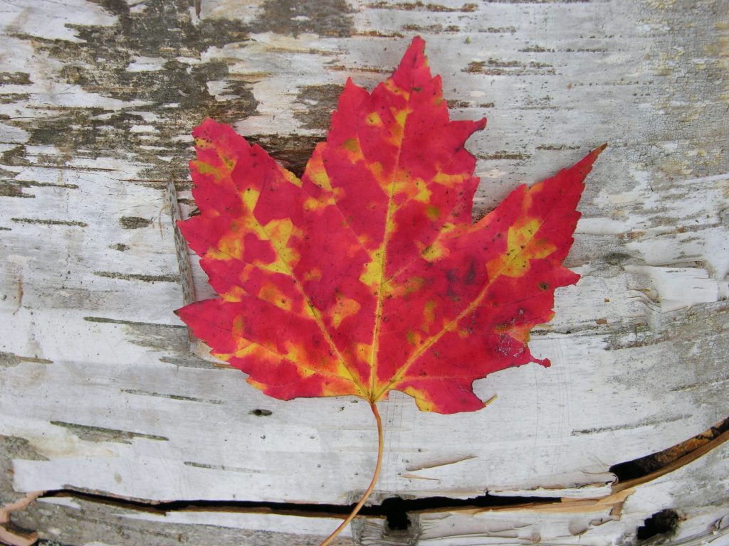 red maple leaf on paper birch bark