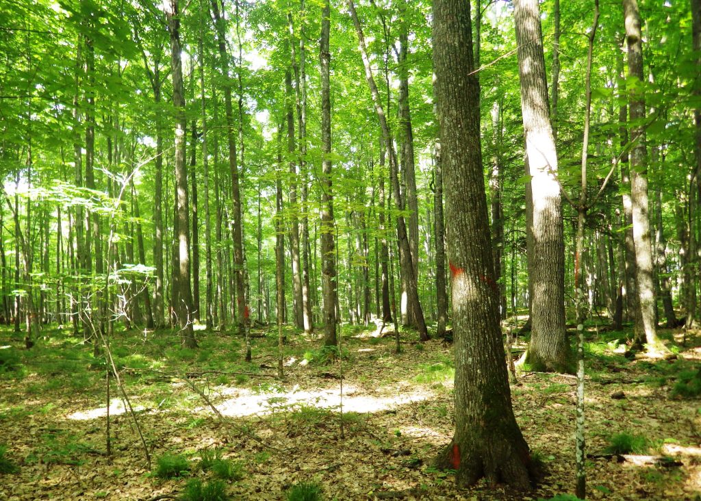 A mesic northern hardwoods forest with some ash