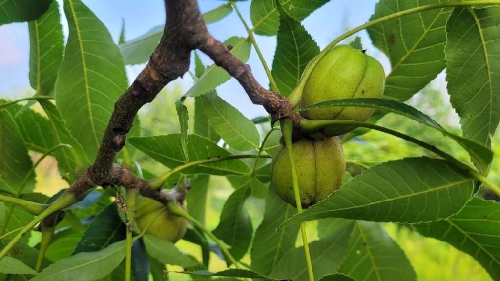 shagbark hickory nuts and leaves