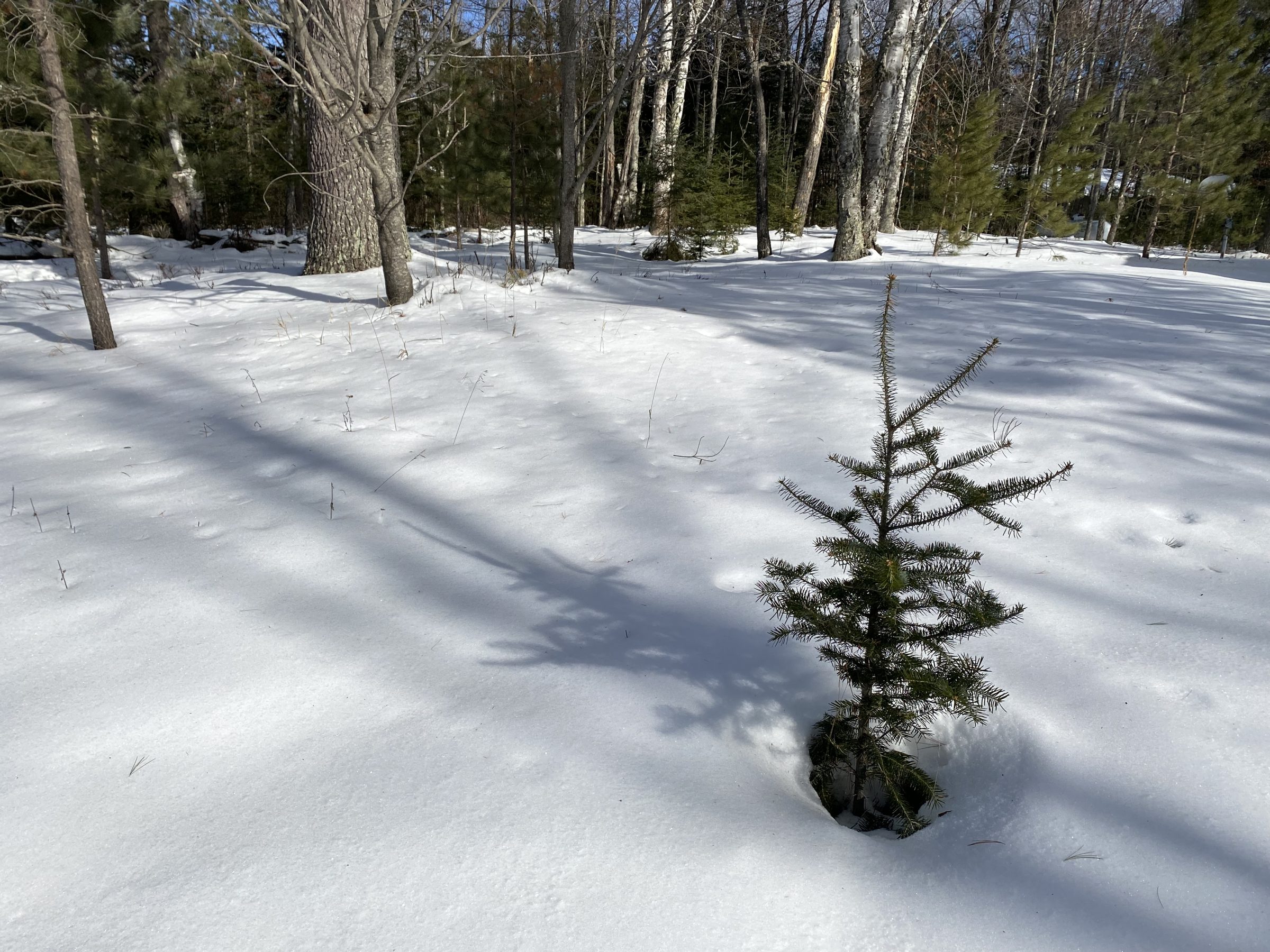 a conifer sapling in the winter with snow on the ground