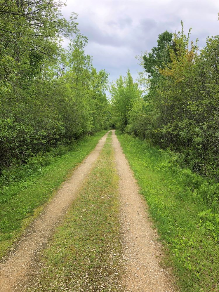 a wide trail for vehicles in a forest