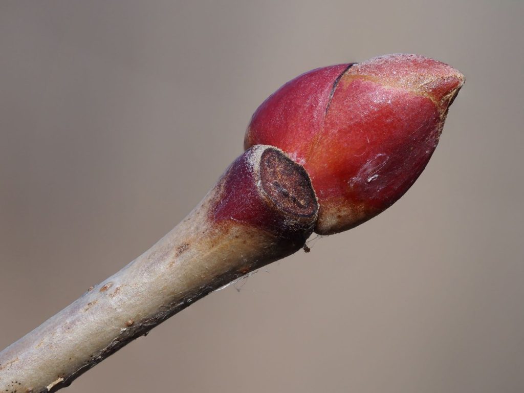 American basswood winter bud