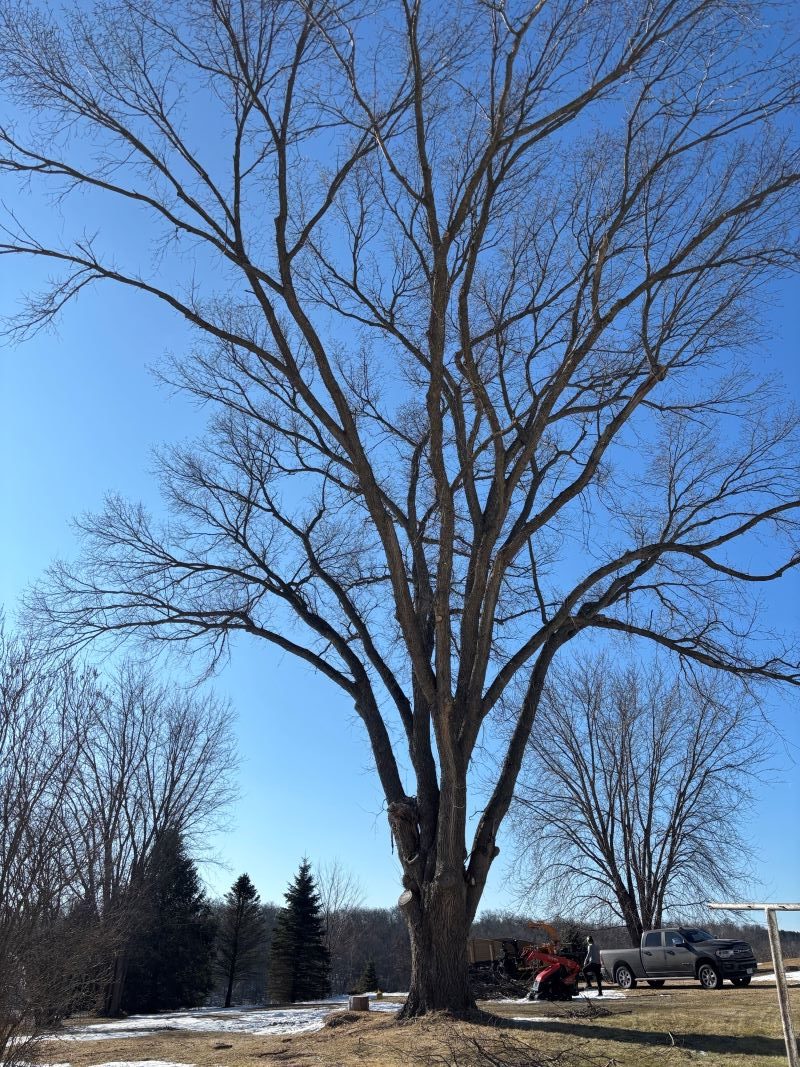 tall vase-shaped American elm