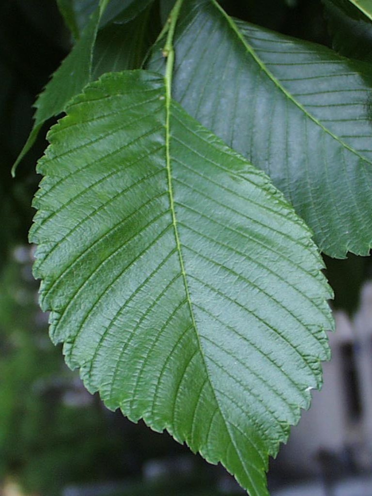 American elm leaf