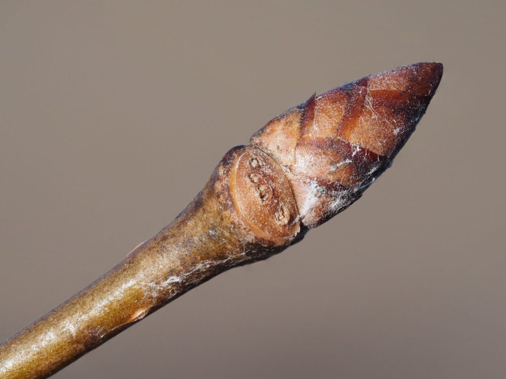 American elm winter bud