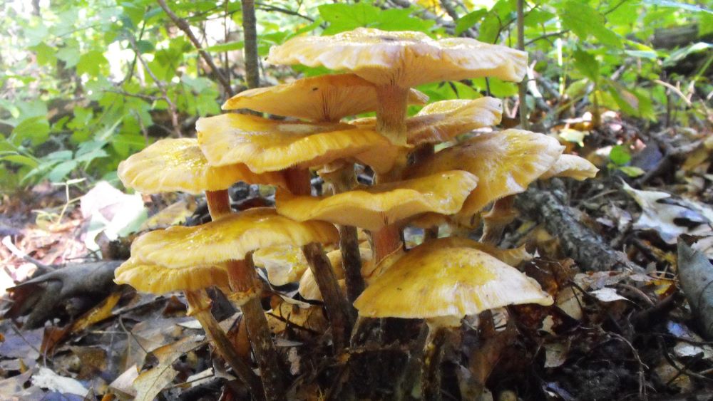 Armillaria fruiting bodies on the forest floor