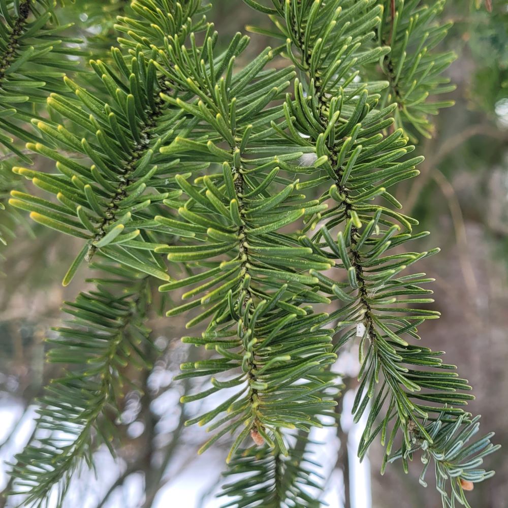 Balsam fir with needles pointing in all directions