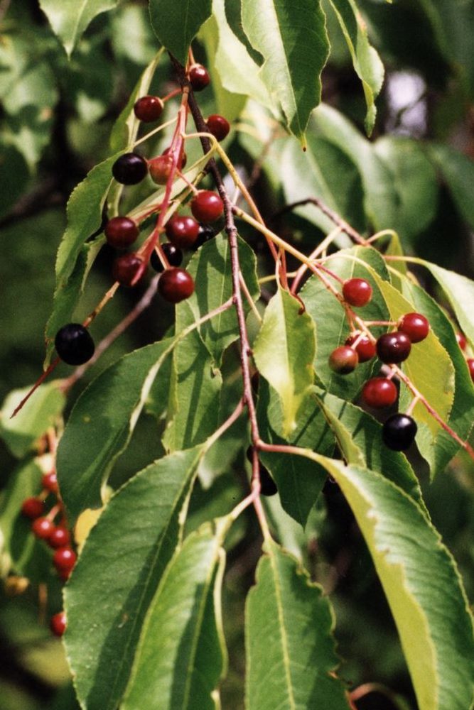 Black cherry leaves and fruit