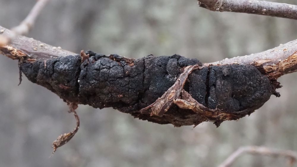 black knot fungus on cherry tree