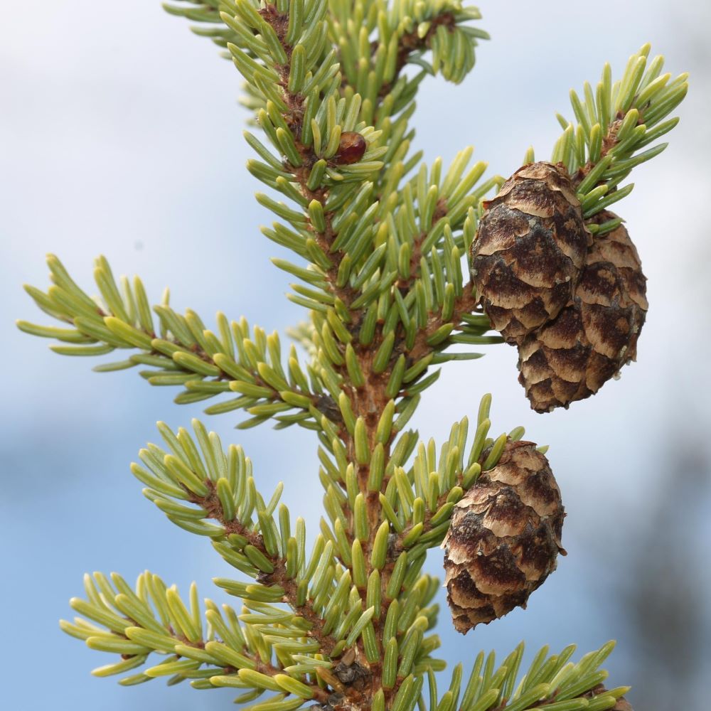 black spruce cones