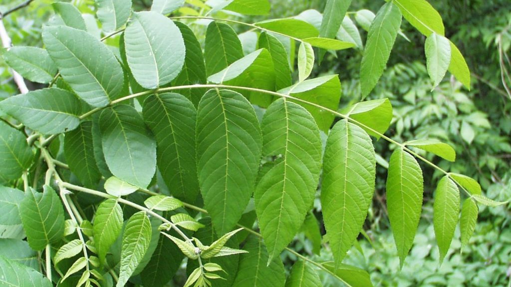 black walnut leaf