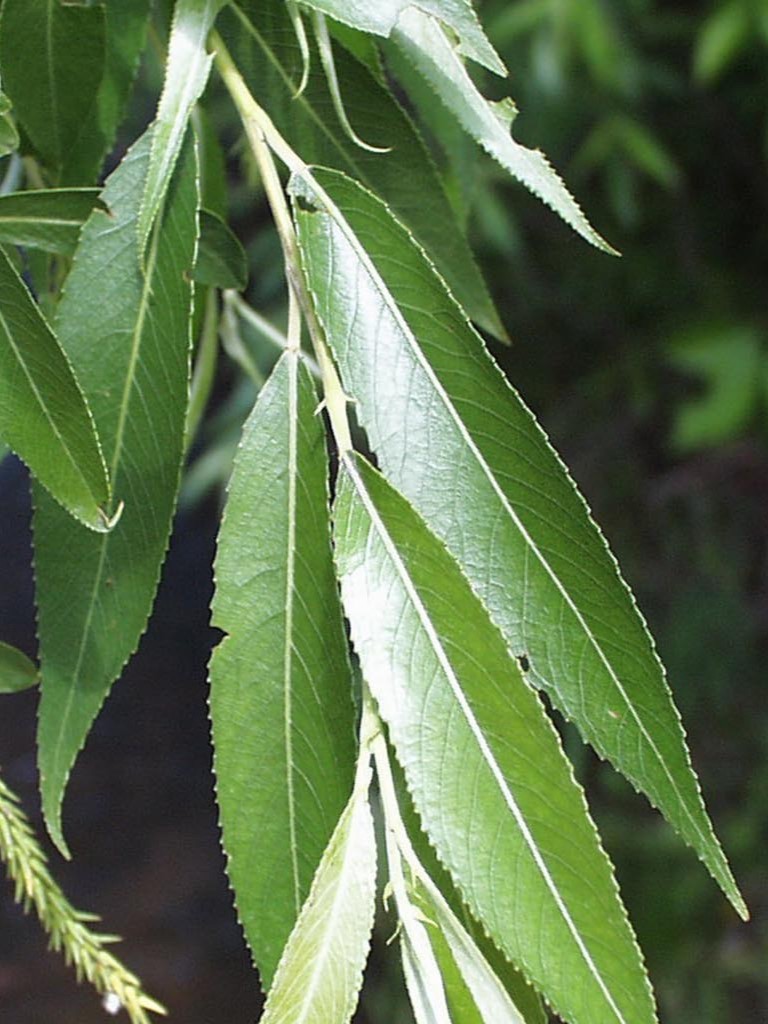 black willow leaves