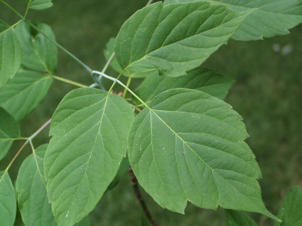 Box elder leaf
