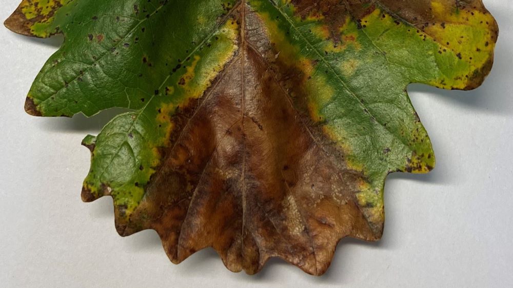 a bur oak leaf with a brown wedge
