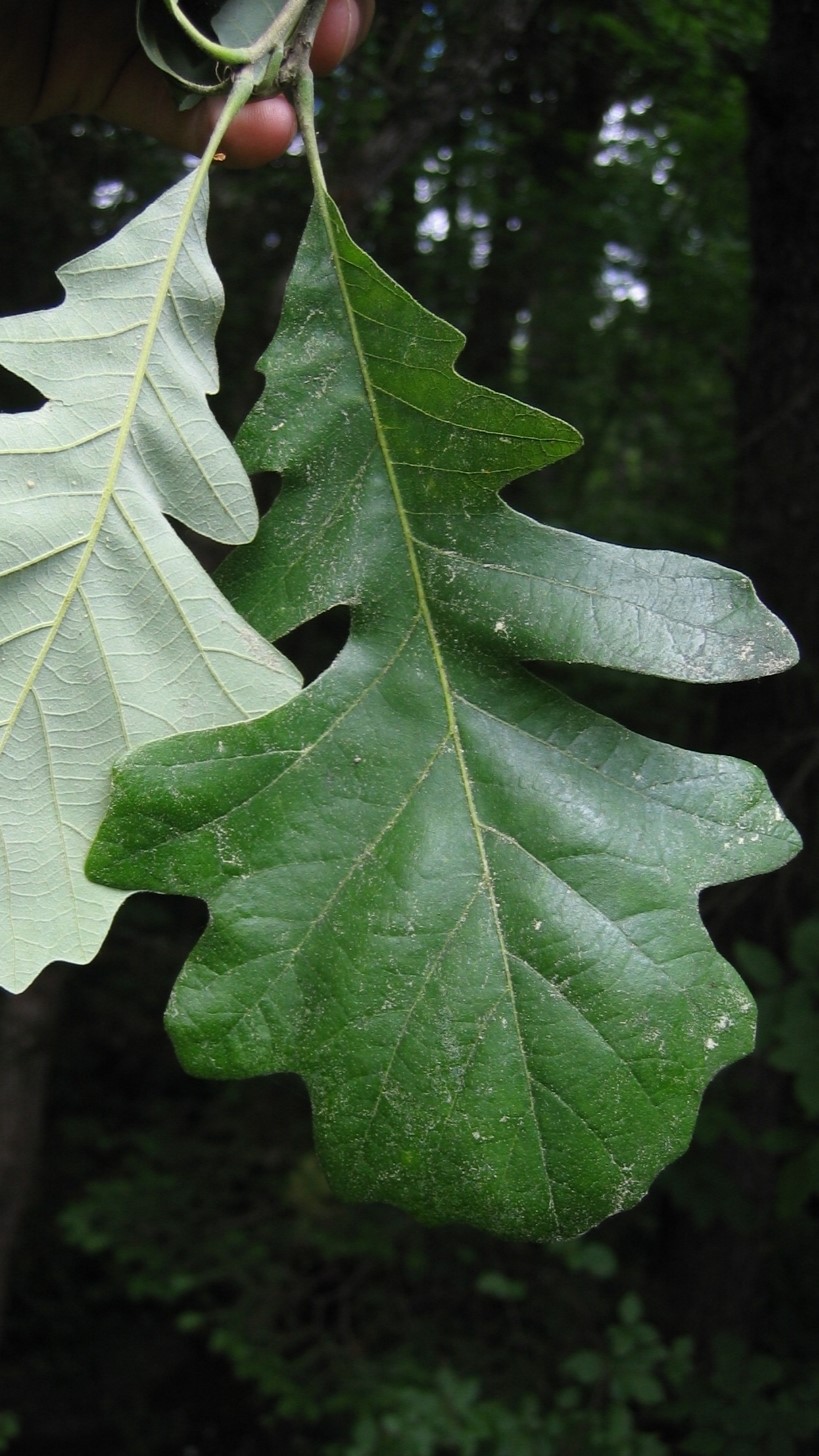 bur oak leaves