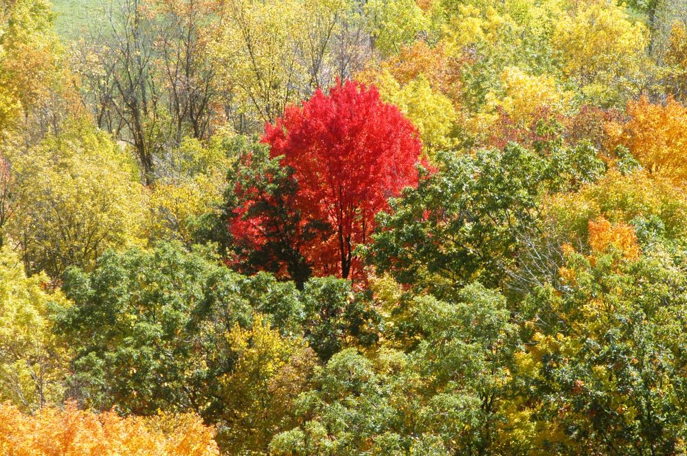 A fiery red tree surrounded by yellow and green trees in fall
