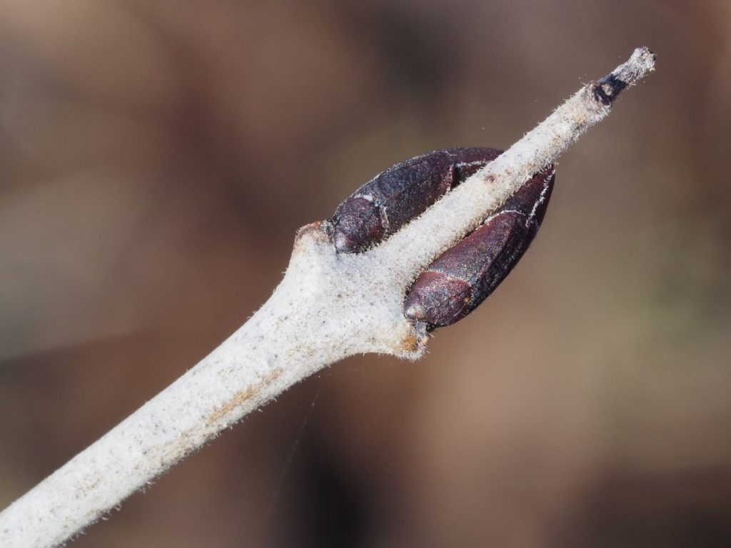 common buckthorn winter buds