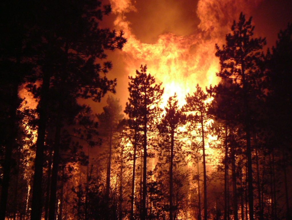 a wildfire at night among pine trees