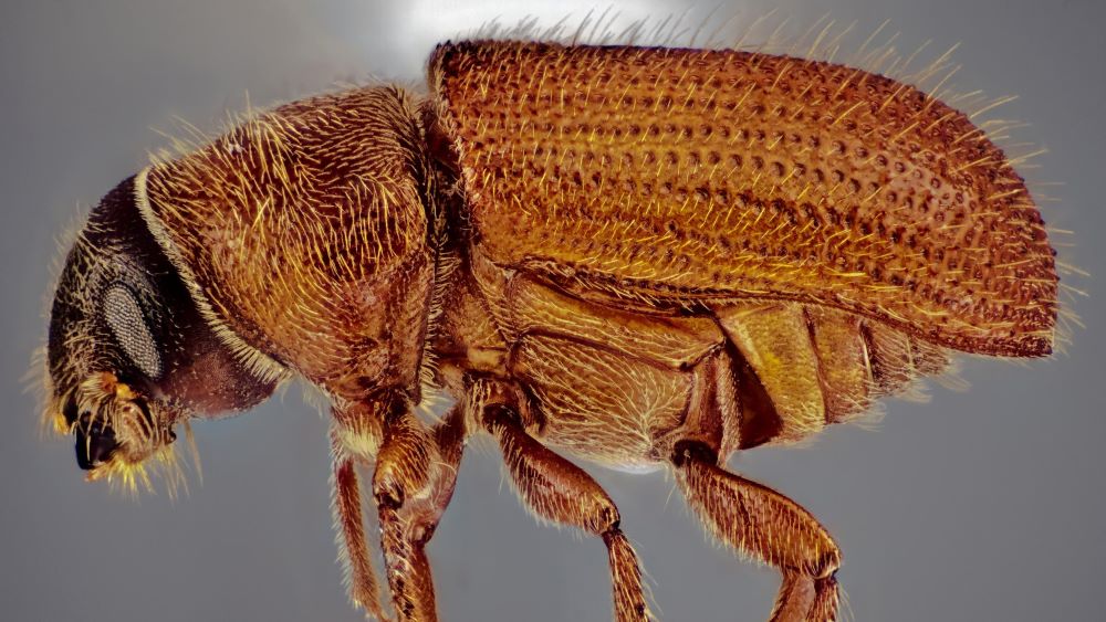 eastern larch beetle