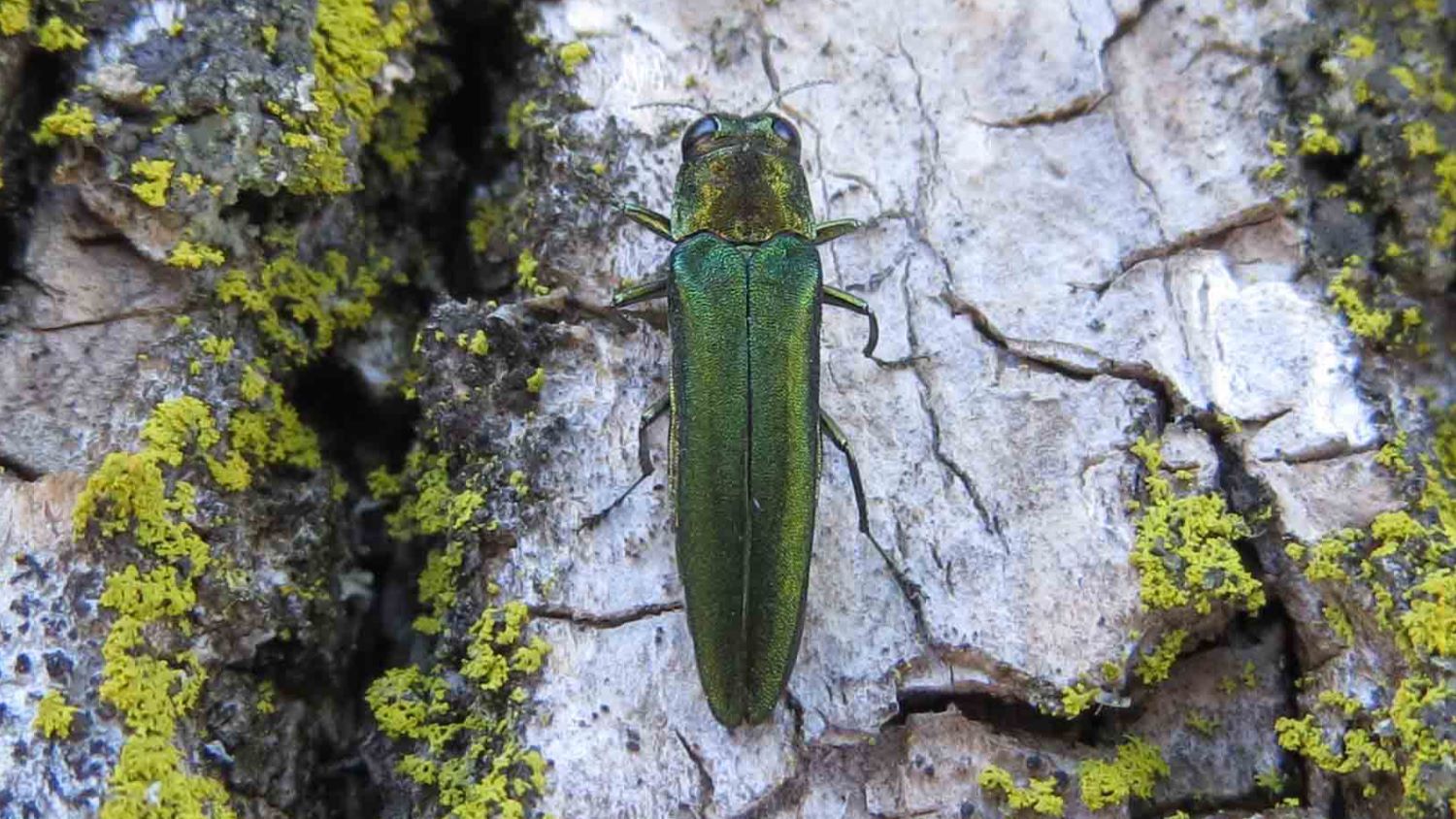 Emerald ash borer on tree