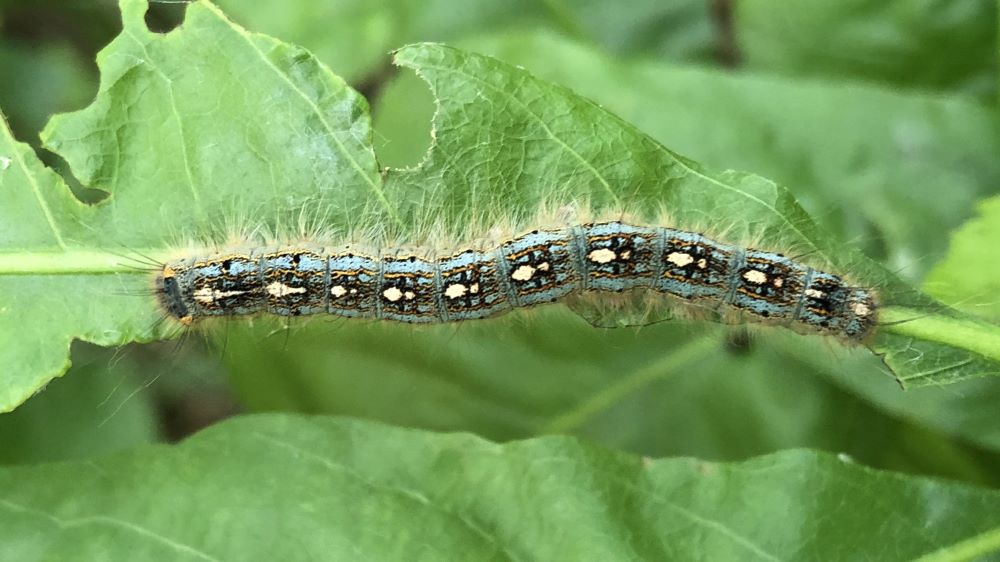 forest tent caterpillar on a leaf