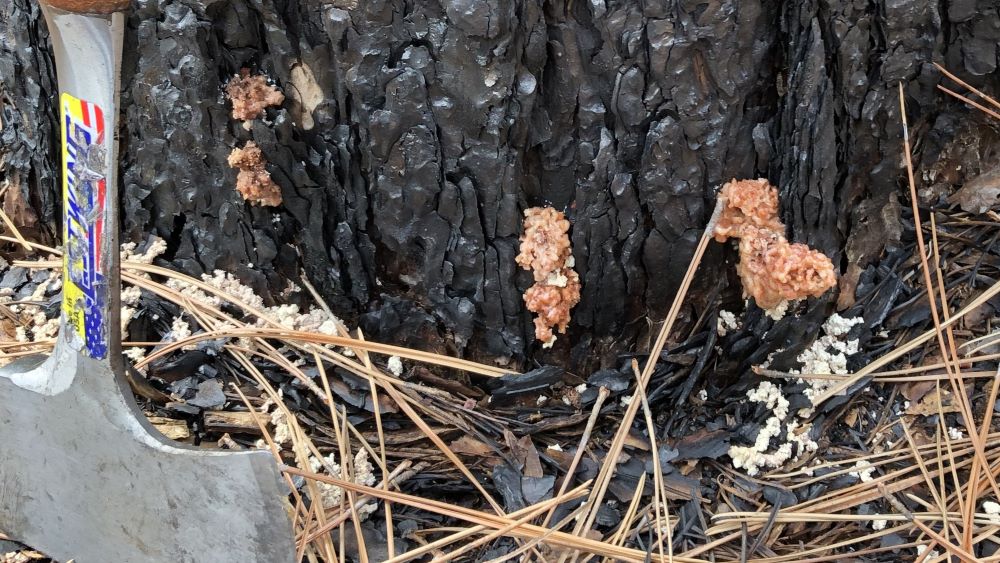 Pitch tubes at the base of a red pine