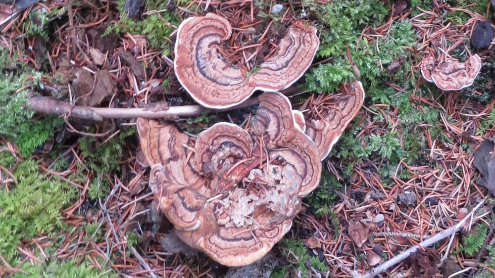 Fruiting bodies of heterobasidion root disease
