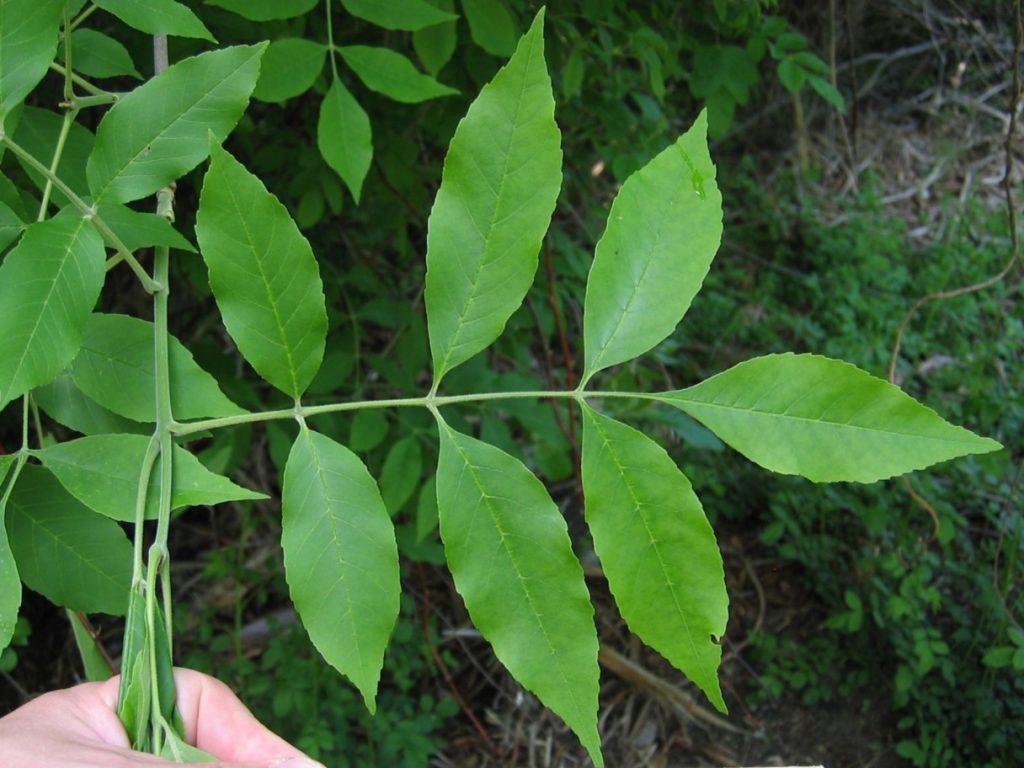 Green ash leaf