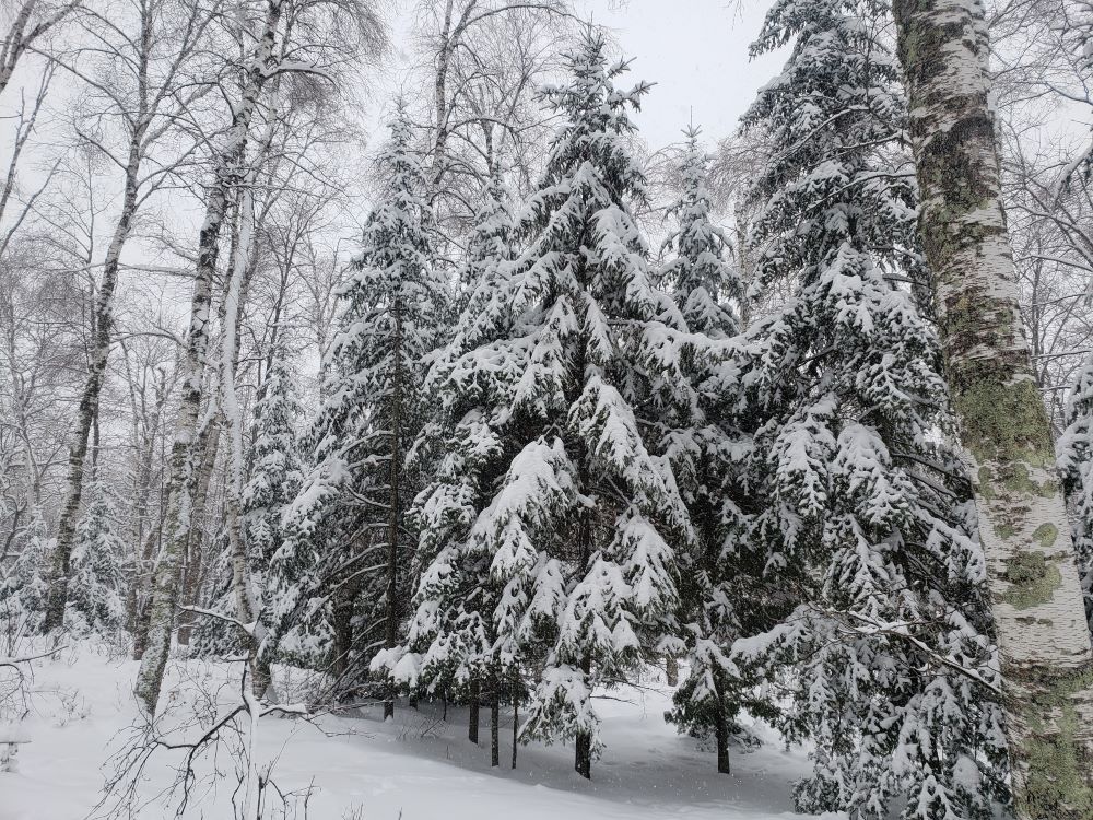 heavy snow on branches of balsam fir trees