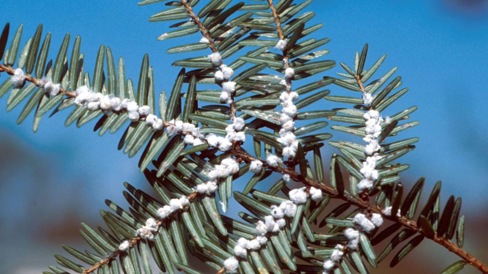 hemlock woolly adelgid egg sacs on hemlock tree