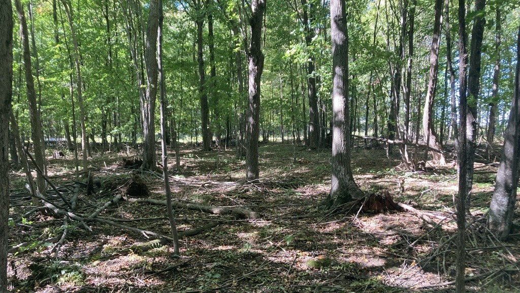 a maple woods with little structural diversity and not much in the understory