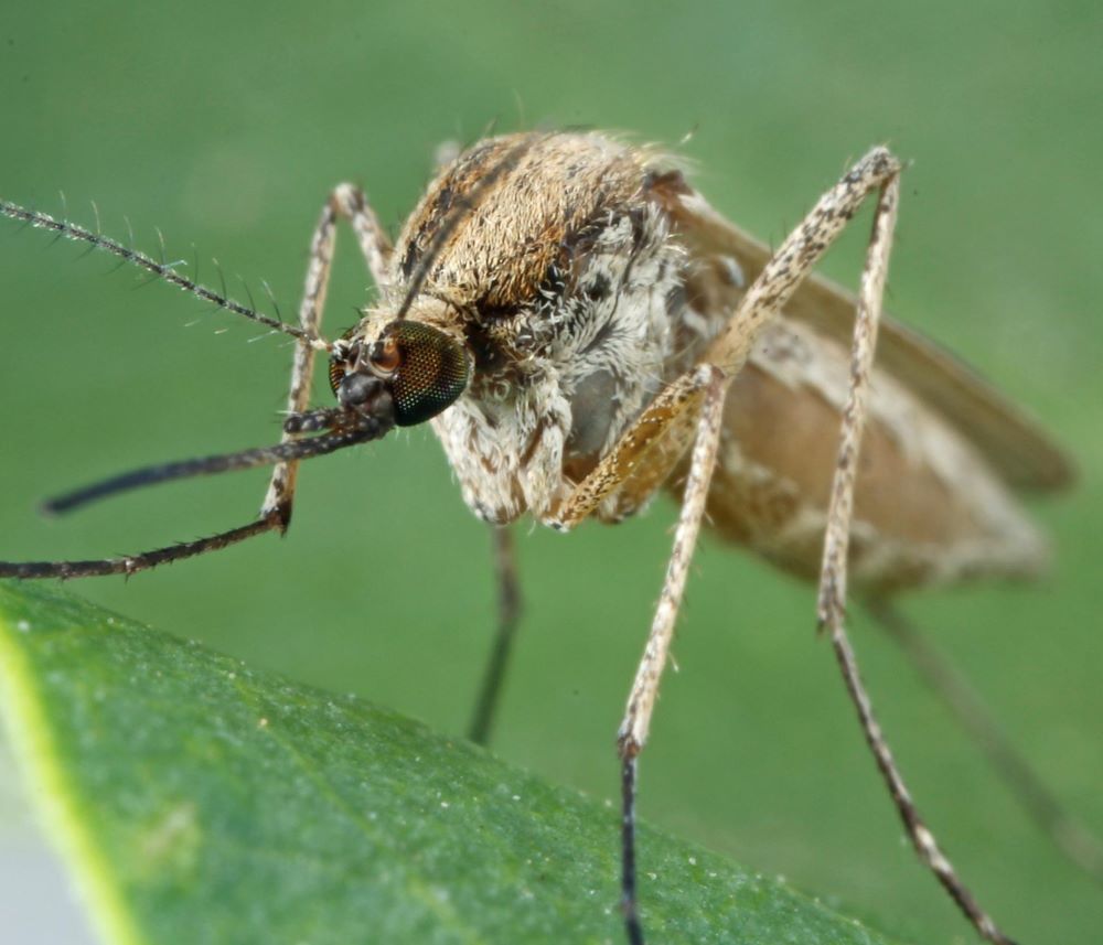 mosquito on leaf
