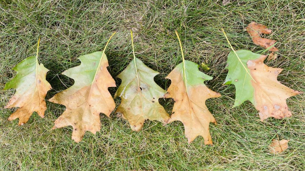 oak wilt on red oak leaves