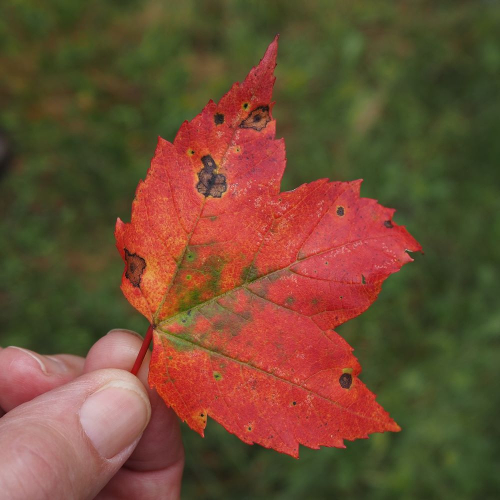 red maple leaf in fall