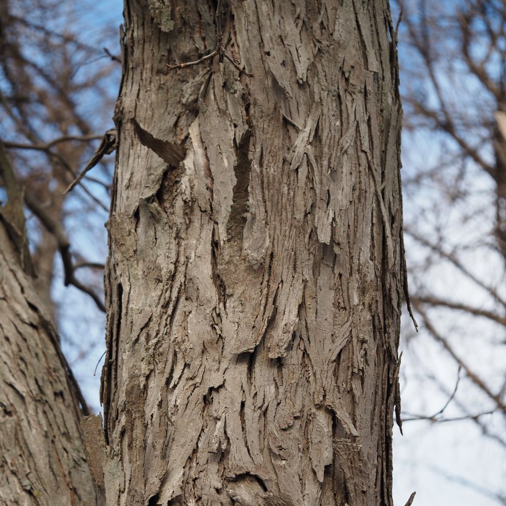 shagbark hickory bark