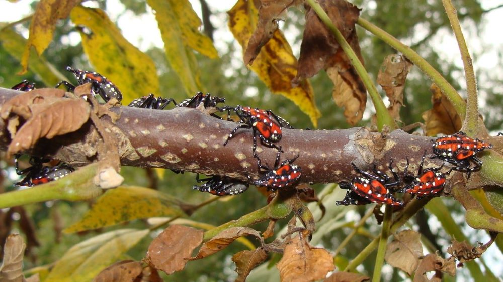 spotted lanternfly nymphs