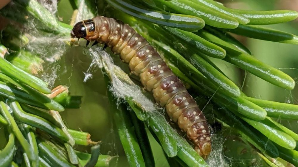 spruce budworm