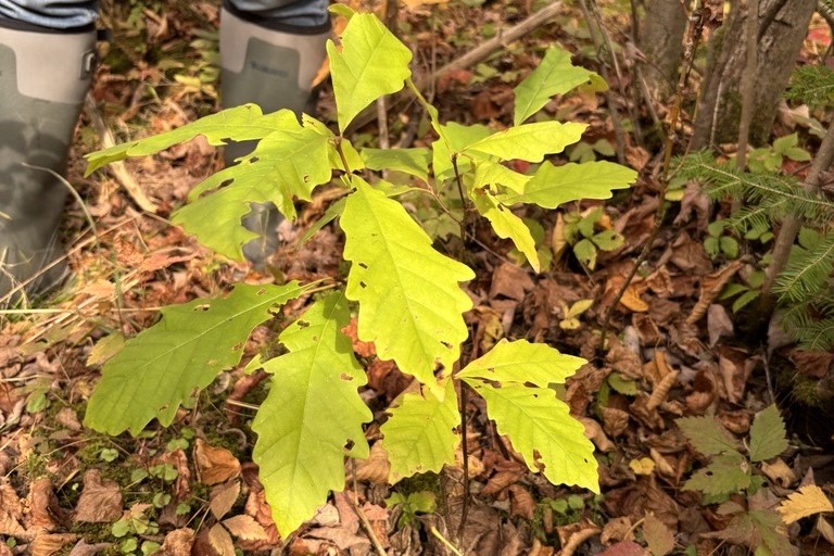 swamp white oak sapling