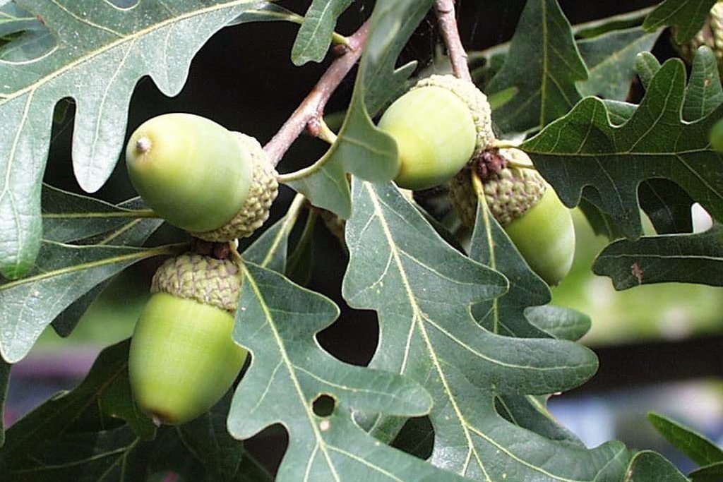 white oak leaves and immature acorns