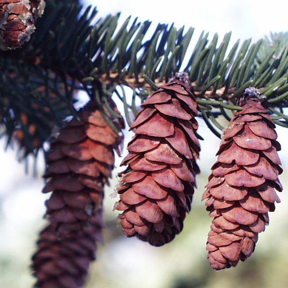 white spruce cones