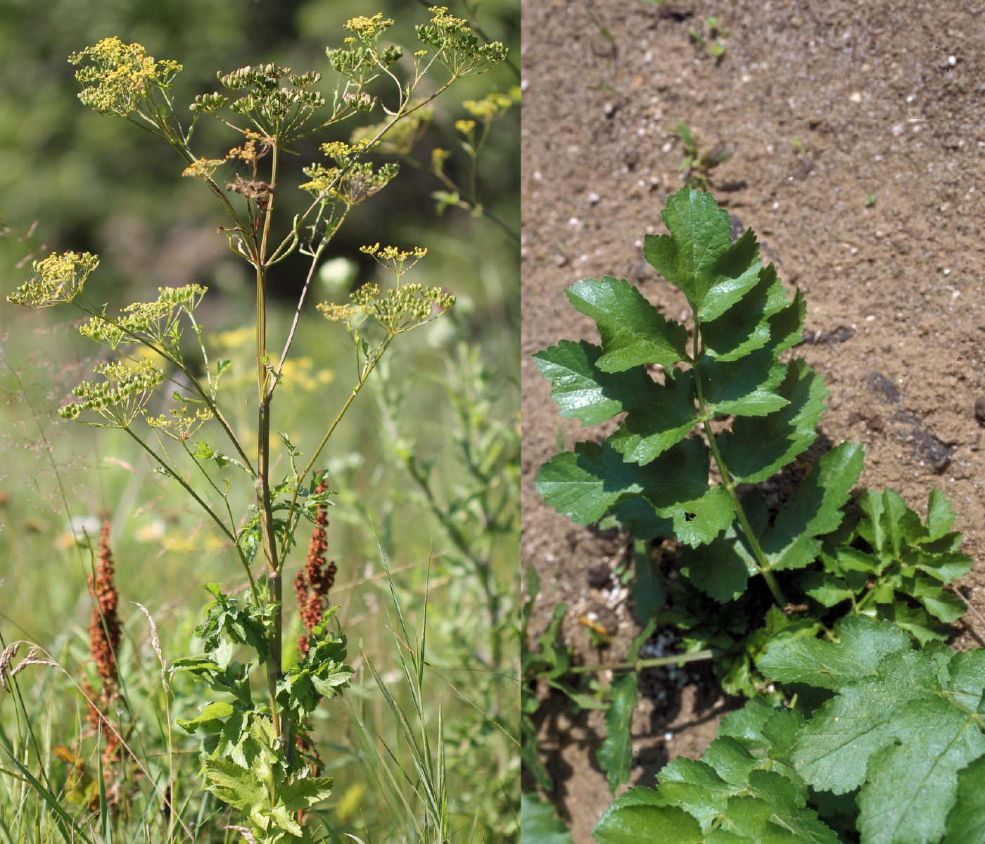 wild parsnip flowers and leaves