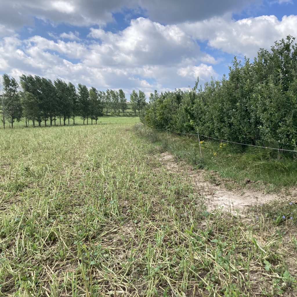 Two rows of orchard trees with forage growing between them