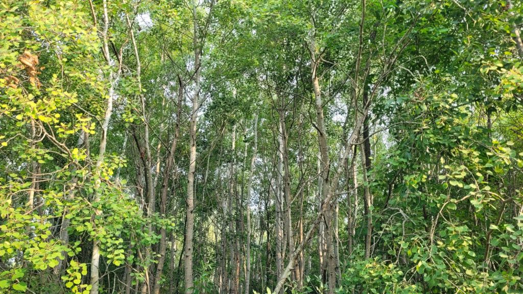 aspen stand