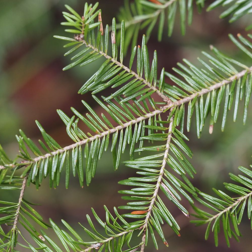 balsam fir needles arranged in a horizontal plane