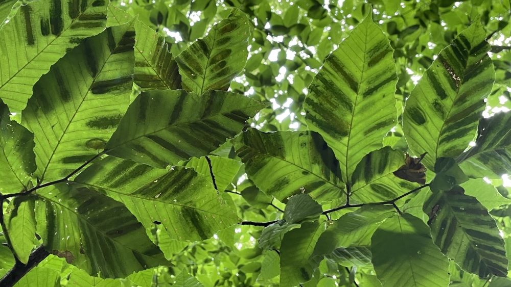 dark green stripes on beech leaves indicating beech leaf disease